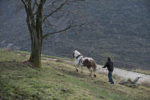 Vinyes Celler del Batlliu. Vins d'Alta Muntanya