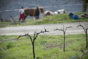 Vinyes Celler del Batlliu. Vins d'Alta Muntanya