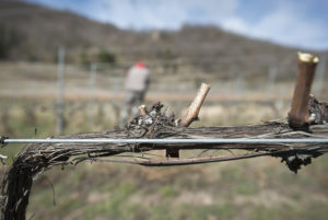 Vinyes Celler del Batlliu. Vins d'Alta Muntanya