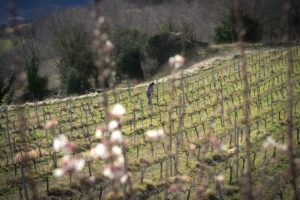 Vinyes Celler del Batlliu. Vins d'Alta Muntanya